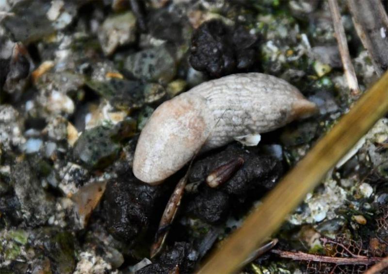 The omnivorous Grey Field Slug is one of our most widespread.  It has black-edged tubercles and a milky mucus.