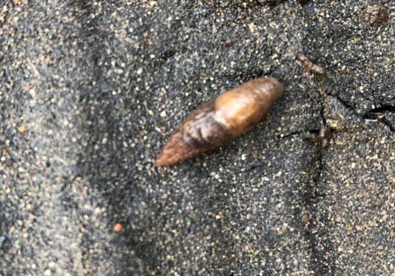 Dusky Slugs range in colour from grey-brown to orange-brown.  They have dark brown bands running down the sides.