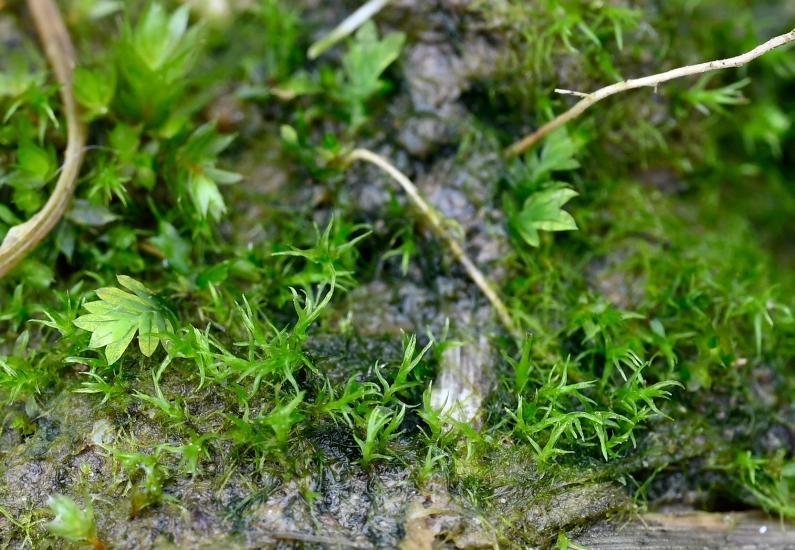 This small mid-green plant grows in neat clumps.