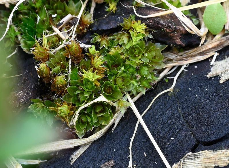 This moss forms dark green tufts. It bears cylindrical capsules, but rarely in winter.