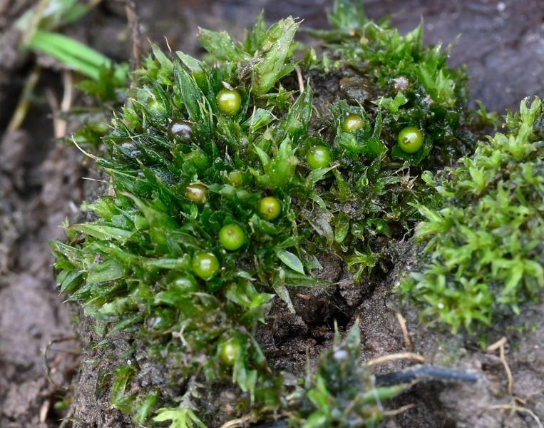 Cuspidate Earth-moss forms fresh green patches 2-6mm tall.