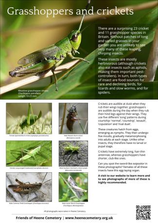 Friends of Heene Cemetery A3 poster - Grasshoppers and crickets