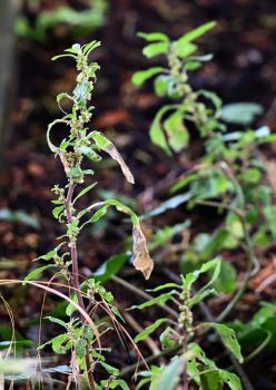 This small, rather straggly, plant is multi-branched with spreading stems.