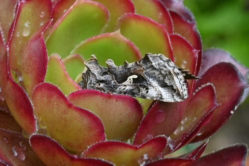 There is a distinctive Y-shaped mark on the forewing of this otherwise grey and silver moth.