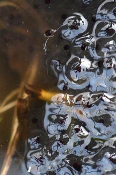 Individual eggs are visible in the egg mass of the Common Frog.