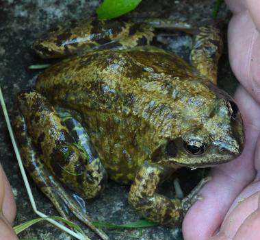 The Common Frog's body is wet and smooth, with a dark patch running from the eye to the armpit, and a pointed nose.
