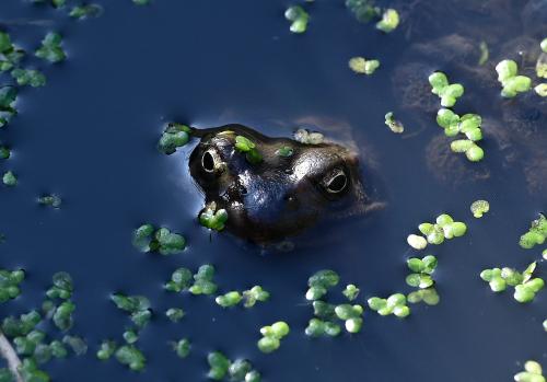 Common Frog in the Cemetery's tiny pond, 4th March 2025.