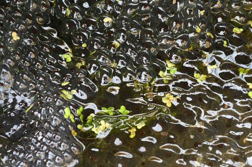 The egg mass of the Common Frog nearly fills the Cemetery's tiny man-made pond. (Photographed in mid-February, 2024.)