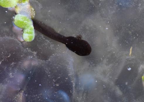 Note the external gills of this week-old tadpole of the Common Frog. 