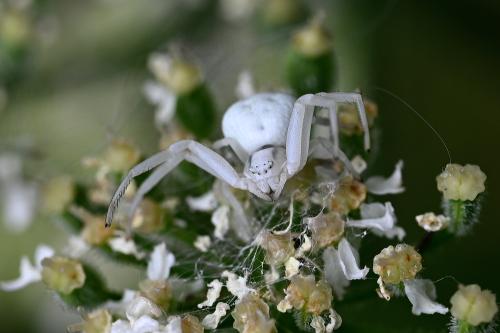 The Goldenrod Crab Spider, Heene Cemetery, early-August 2025.