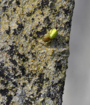 Identification to species level of this tiny spider requires high magnification and good lighting.