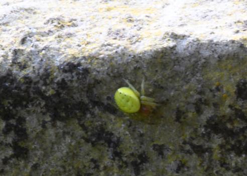 The orange and lime-yellow colouring of this tiny spider mark this out as one of Britain's five or so Araniella Orb-webs.