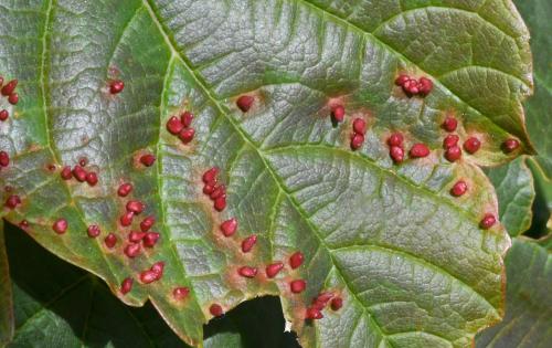 Aceria macrorhynchus is a gall mite that causes nail galls on the upper surface of Sycamore tree leaves.