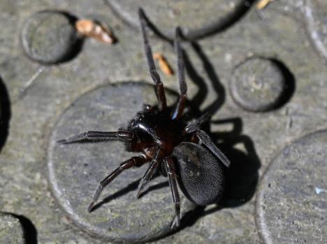 Black Lace-weave Spider, male, Heene Cemetery, May 2025.