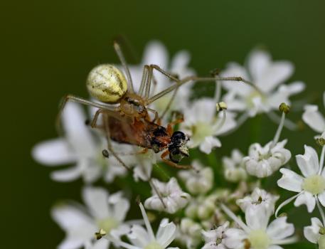 The body markings of the Common Candy-stripe Spider take various forms, so this is a variable species with translucent legs.