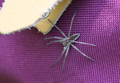 Members of this family do not use webs for catching prey, but are roaming hunters.