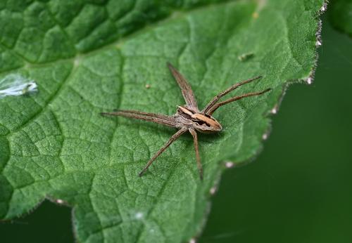 The European Nursery Web Spider can flatten itself on the surface of a leaf when sunbathing. Its two front pairs of legs are held together, pointing forwards.