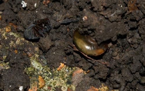 The brown Lace-weaver Spider is commonly seen in urban areas. In this photograph, it is shielding itself against an approaching camera with its legs.