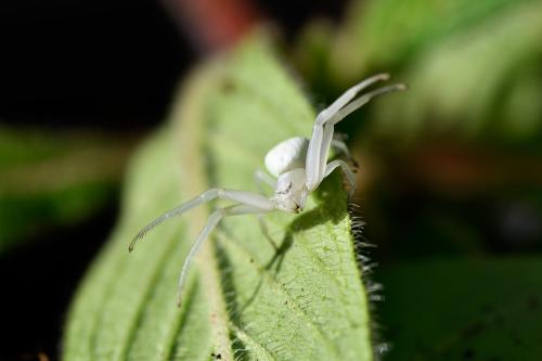 The Goldenrod Crab Spider is a successful predatory spider, a small but powerful ambusher.