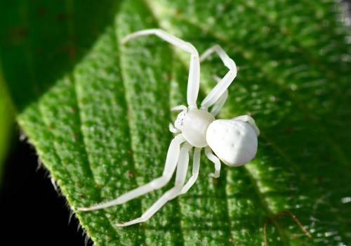 The Goldenrod Crab Spider is a successful predatory spider, a small but powerful ambusher.