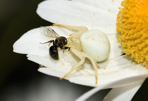 Unlike most spiders that wrap their prey in silk, the Goldenrod Crab Spider immobilizes its prey with venom.