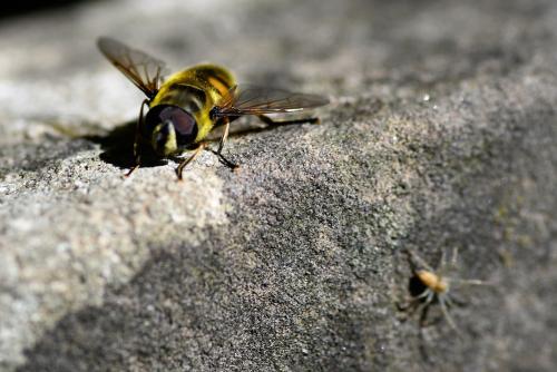 Philodromus dispar is a fast mover, using speed rather than a web to attack prey.