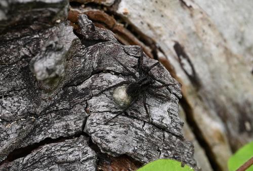 Wolf spiders carry their egg sacs with them by attaching them to their spinnerets. These round, silken globes contain numerous spiderlings. 