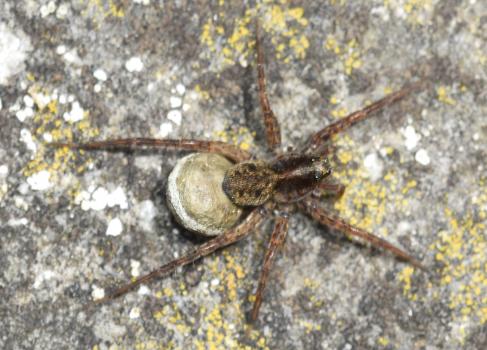 Wolf spiders are so named because of their agile skill with hunting, and their sharp eyesight.