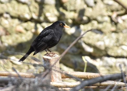 The familiar blackbird is a resident breeder and winter visitor.