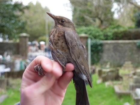 This female Blackbird is about to be released, having been ringed in Heene Cemetery on March 15th 2021. 