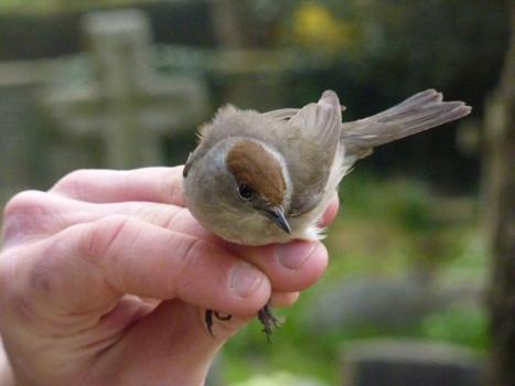The Blackcap is a grey warbler, easily identified by its distinctive cap.