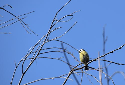 Blue Tits are regular visitors to garden feeders, favouring peanuts over other seeds.