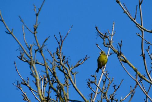 The trilling call of the Greenfinch is not as common as it was, but this resident breeder and Winter visitor is numerous.