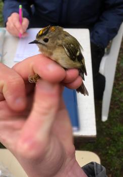 This Goldcrest is about to be released, having been ringed in Heene Cemetery on March 15th 2021.