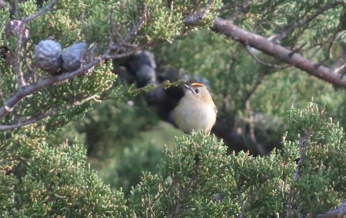 You are most likely to hear Goldcrests in the Cypress trees in the cemetery, as attested to in the photograph here.