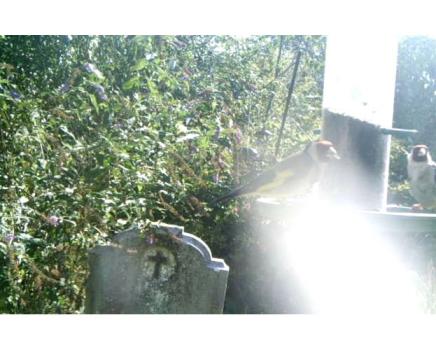 The sociable Goldfinch, a seed eater, finds the bird-feeders in the Cemetery irresistable.
