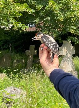 The Great Spotted Woodpecker is about the size of a starling.
