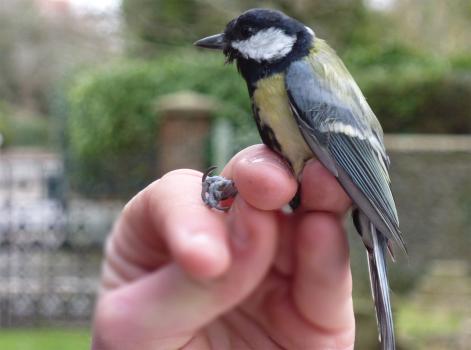 This Great Tit is about to be released, having been ringed in Heene Cemetery on March 15th 2021.