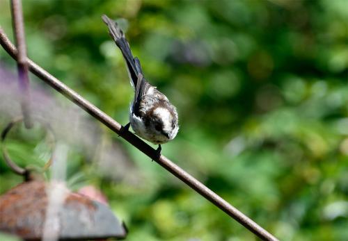  Although their numbers can drop sharply in a harsh Winter, Long-tailed Tits do recover their numbers well.