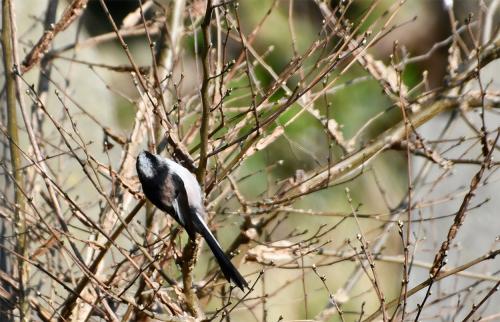 Long-tailed Tits are resident breeders, and with 380,000 pairs counted in 2016 their conservation status is GREEN.