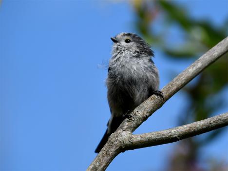 An adolescent Long-tailed Tit.
