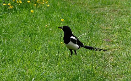 Commonly described as 'black and white' birds, magpies' 'black' feathers are in fact dark blue. 