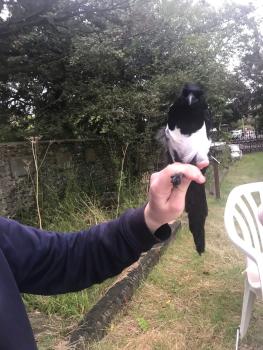 This Magpie was ringed and then released on October 7th 2021.