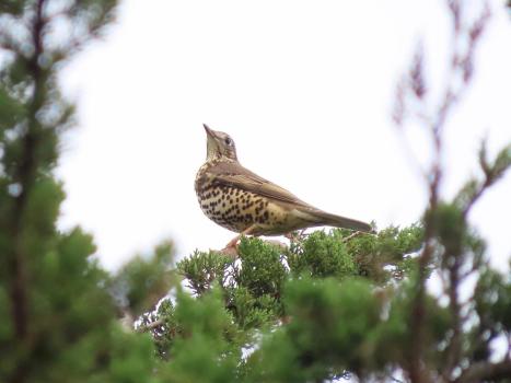 The name Mistle Thrush comes from the bird's fondness for mistletoe berries, which plant it helps spread. 