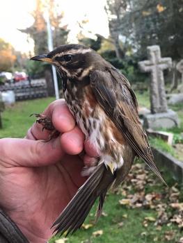 The small member of the thrush family has a cream stripe over its eyes, and red under the wings.