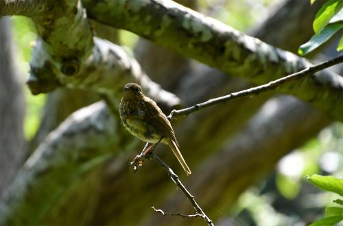 Our spade-perching, unofficial national bird, the Robin, is a resident breeder and Winter visitor from Africa.