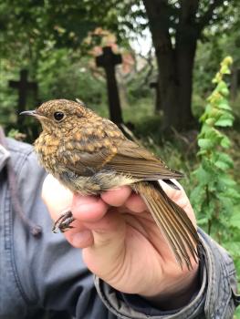 This juvenile Robin is about to be released, having been ringed in Heene Cemetery in late September 2021.
