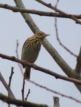 Tree Pipits are streaky-brown in colour with pale underparts. Males and females are similar in colour.