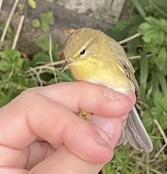 The Willow Warbler is almost unique amongst birds in that it moults all of its feathers twice in a year.