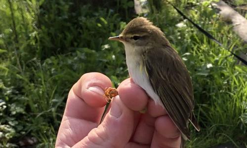 Willow Warblers are small birds with grey-green backs and pale under parts. 